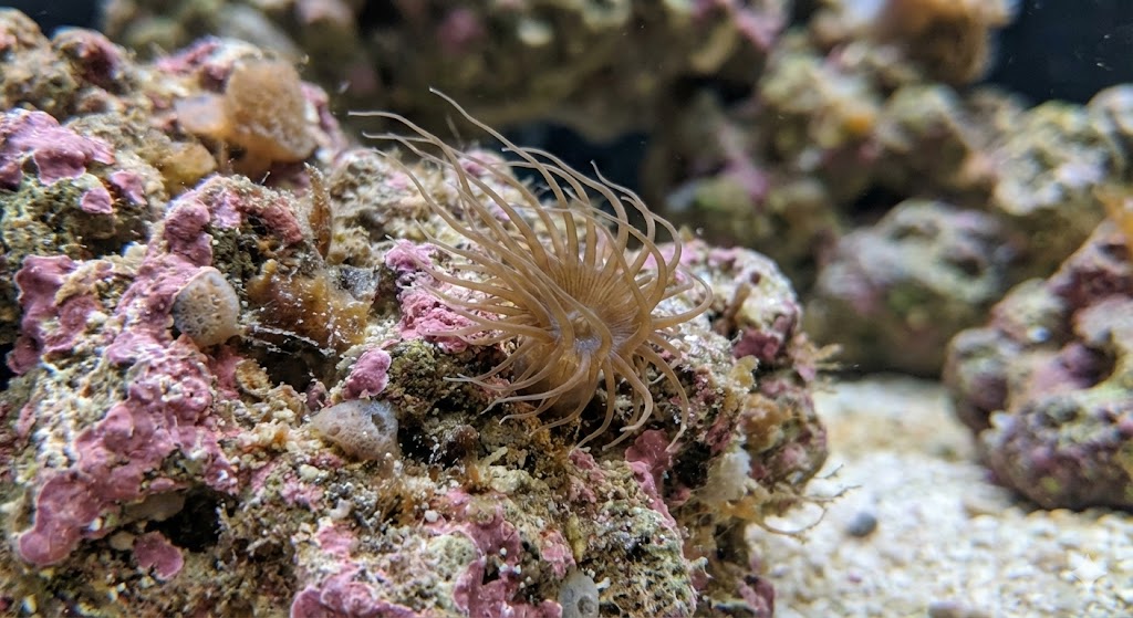Immagine di un Aiptasia anemone infestante in acquario mairno