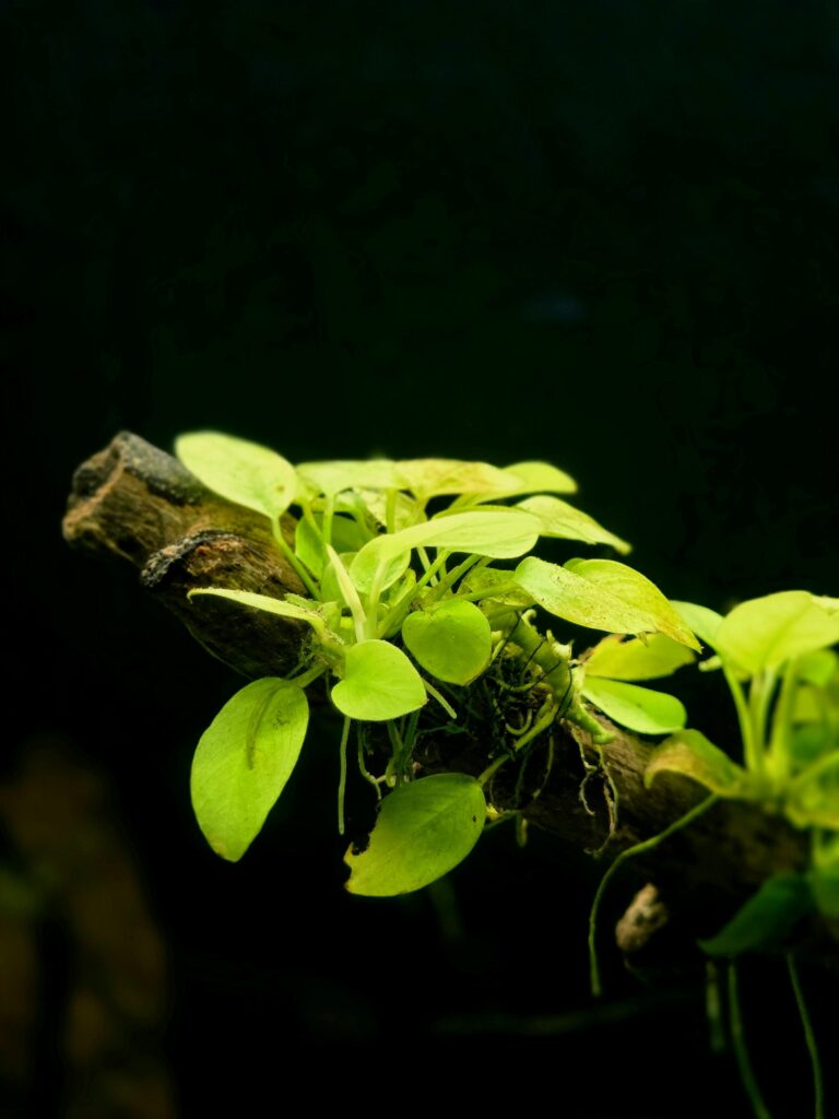 piante da acquario