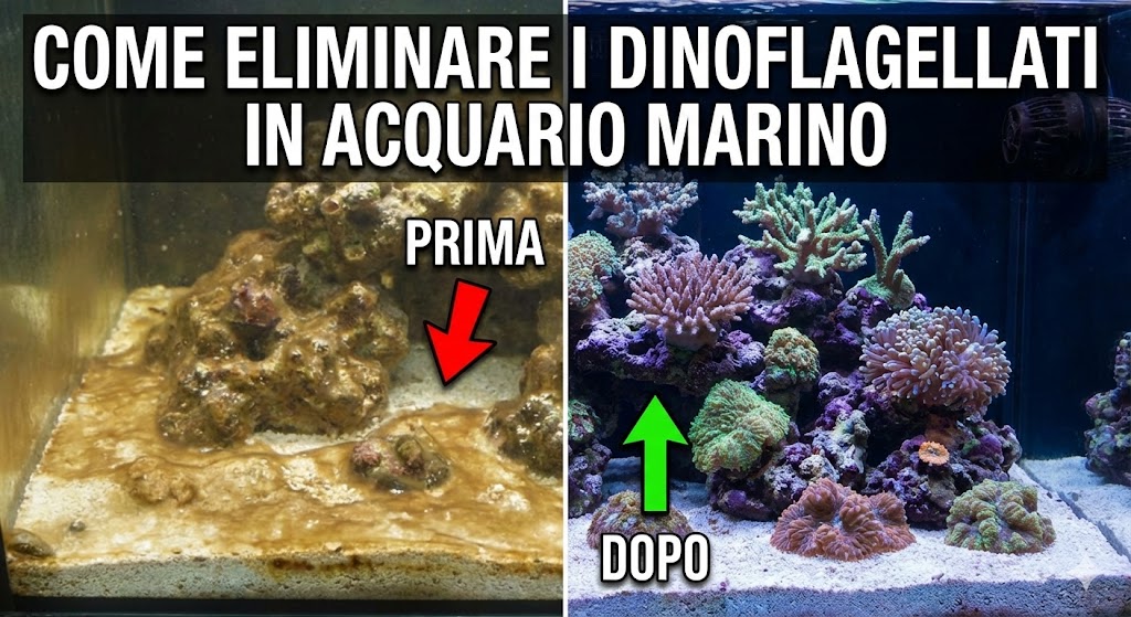 immagine che illustra un acquario marino prima e dopo l'infestazione di dinoflagellati