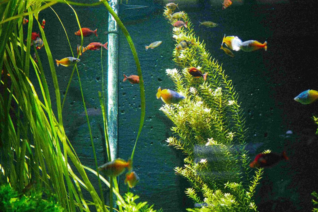 piante da acquario