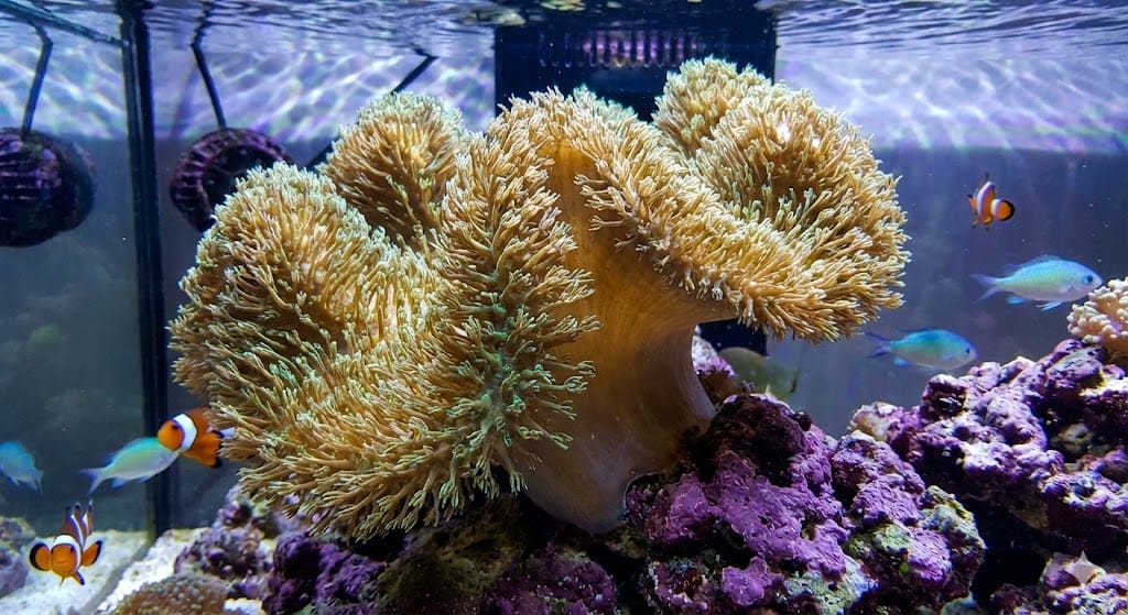 immagine illustrativa corallo molle