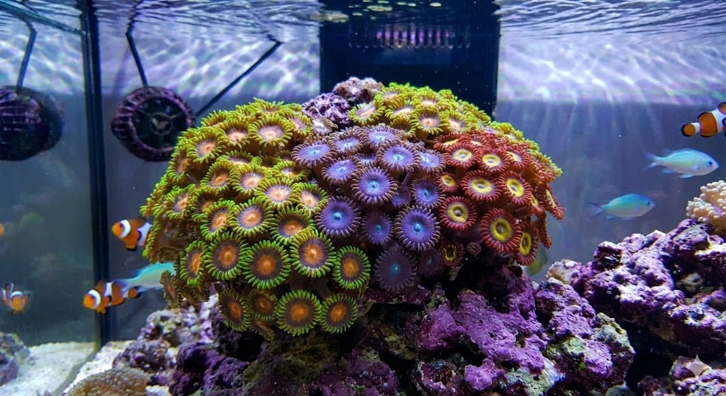 immagine illustrativa corallo molle zoantus