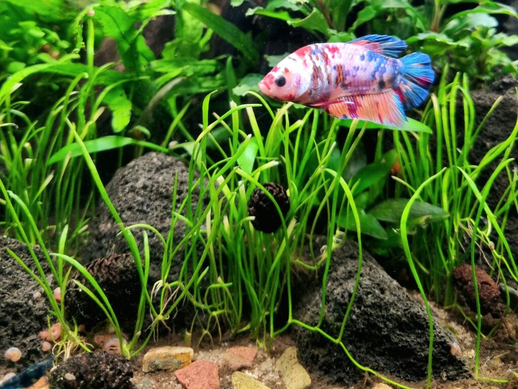 betta splendens