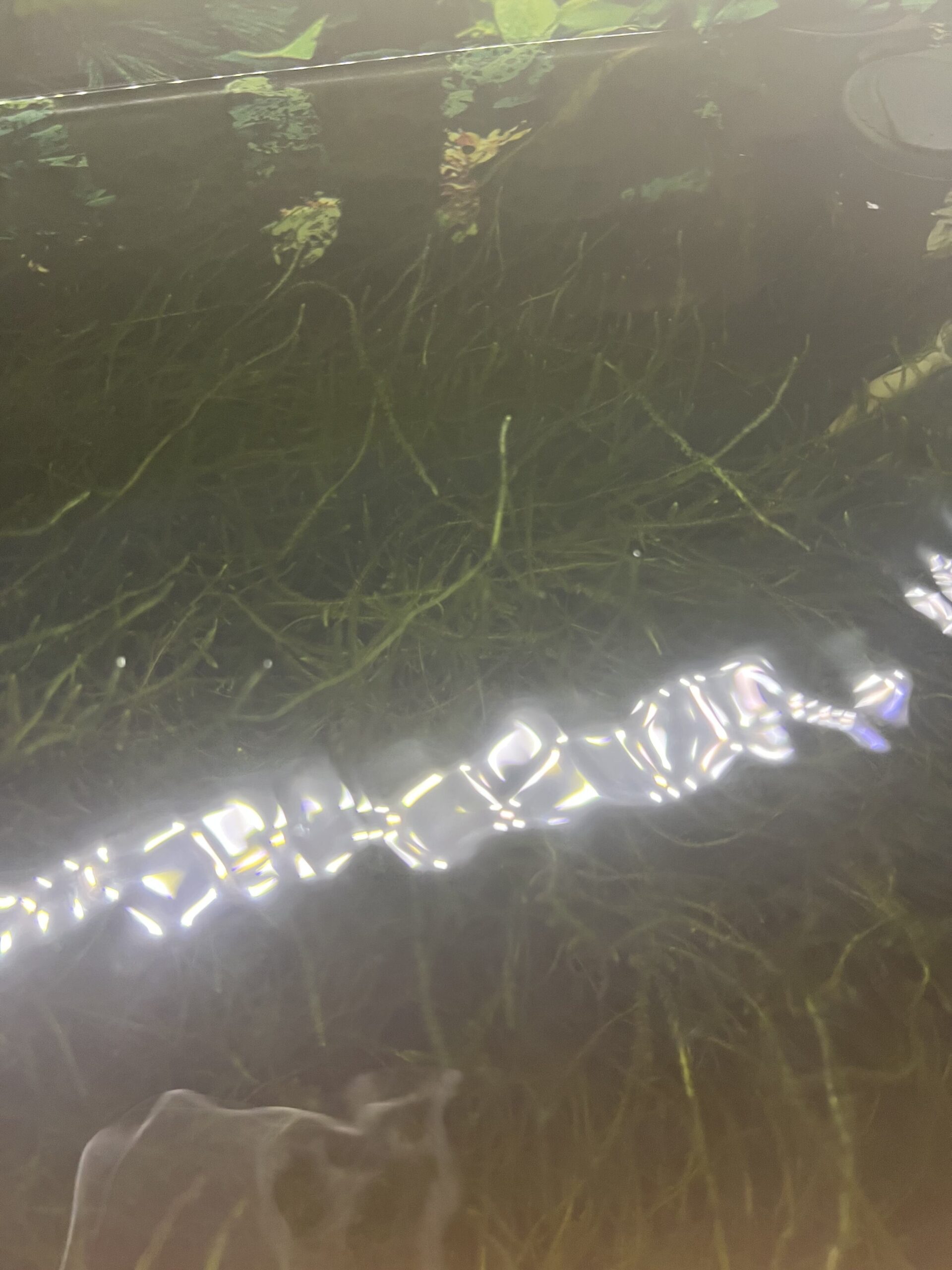 Esempio di un mio acquario in cui ho avuto acqua torbida