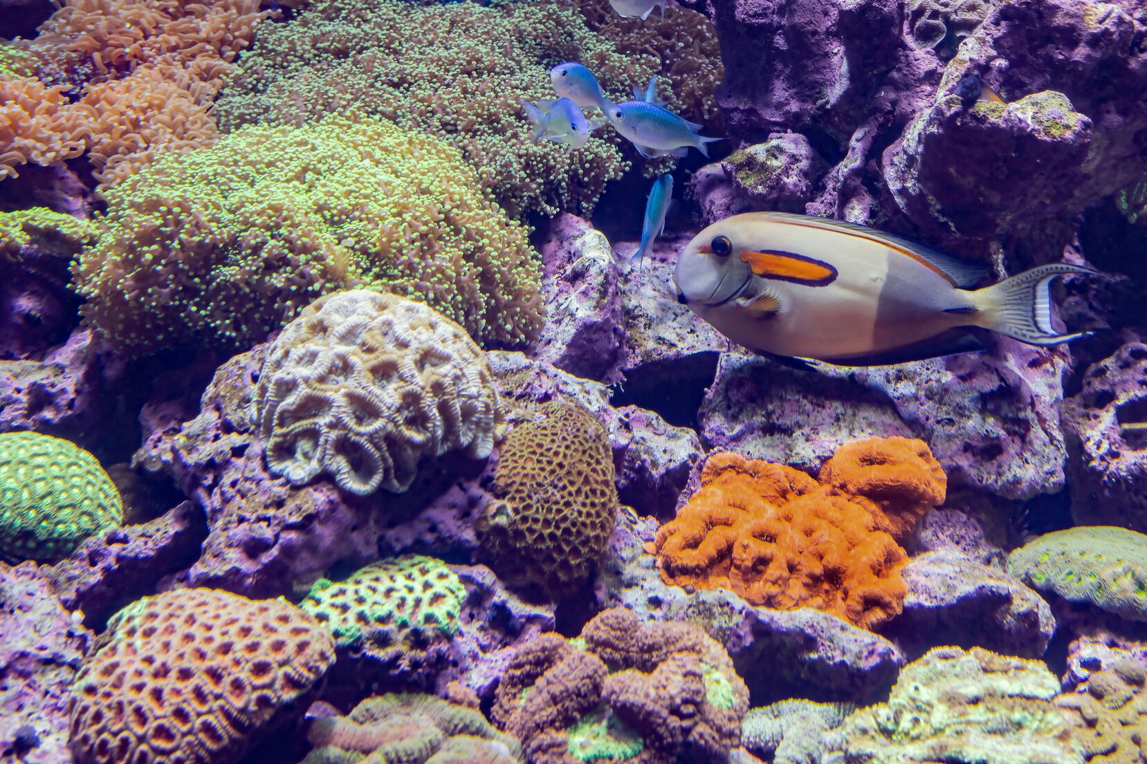 Pesci e coralli colorati in acquario