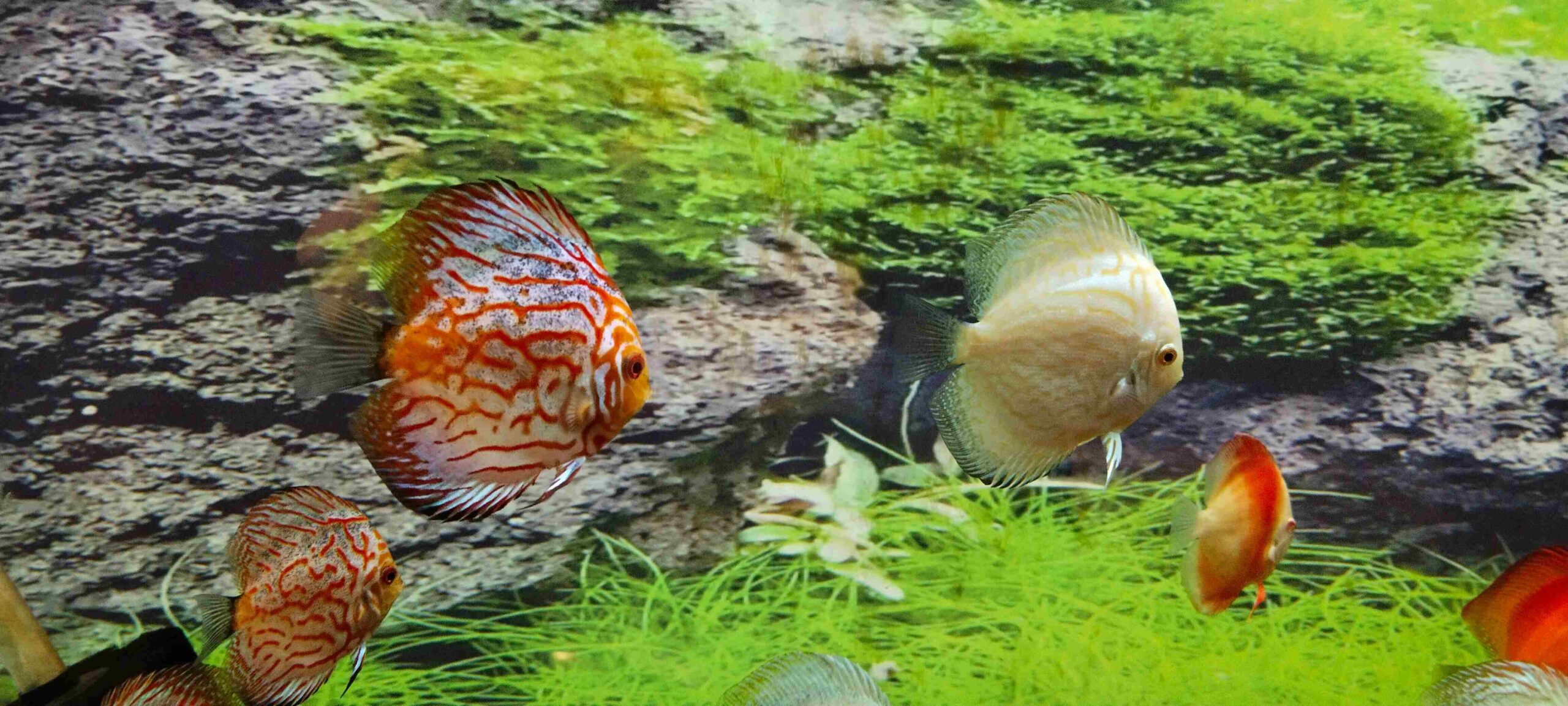Discus Acquario