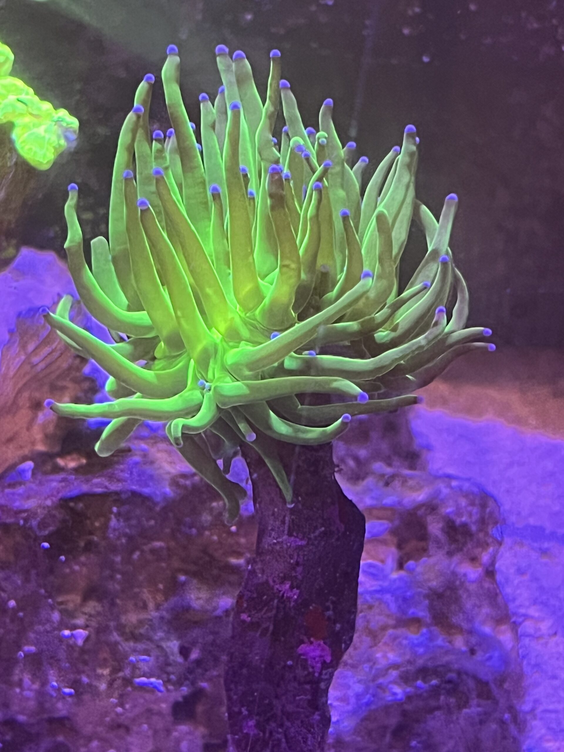 Anemone marina verde brillante.