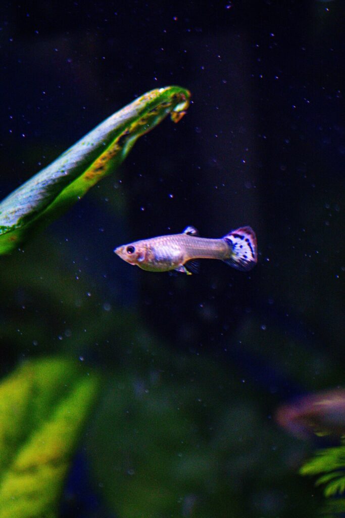 riproduzione dei guppy