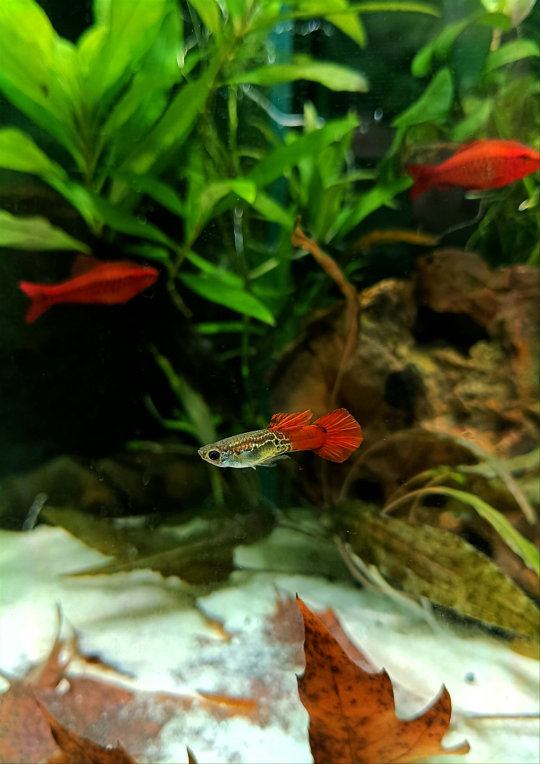 riproduzione dei guppy