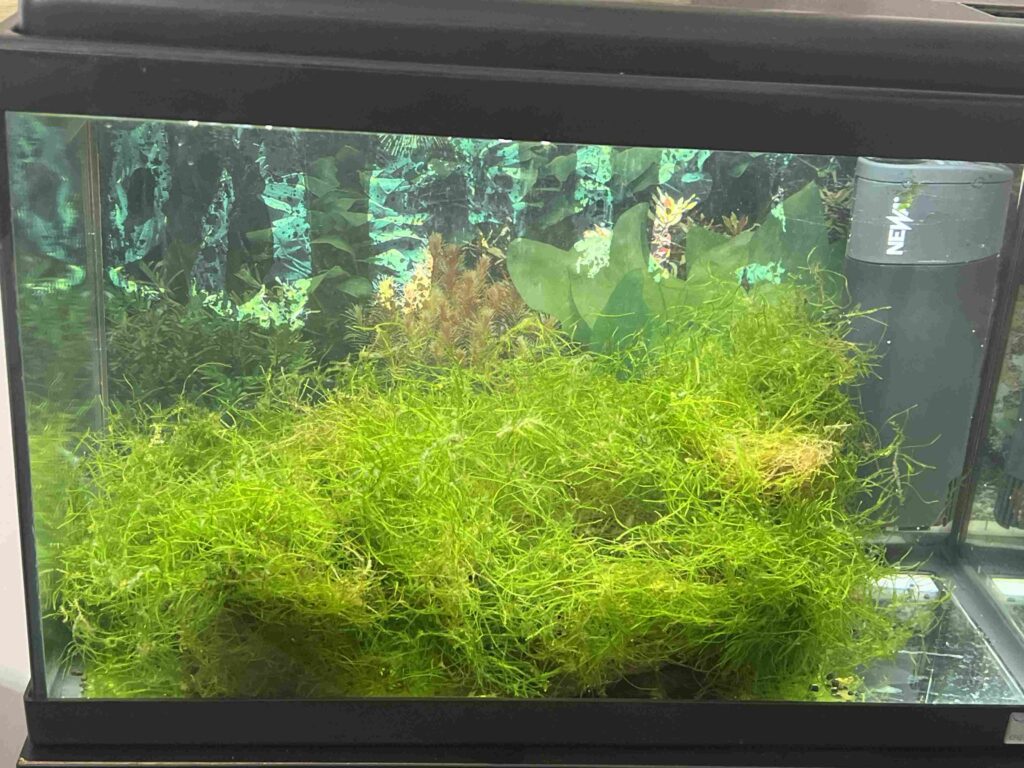 Acquario con muschio di Java