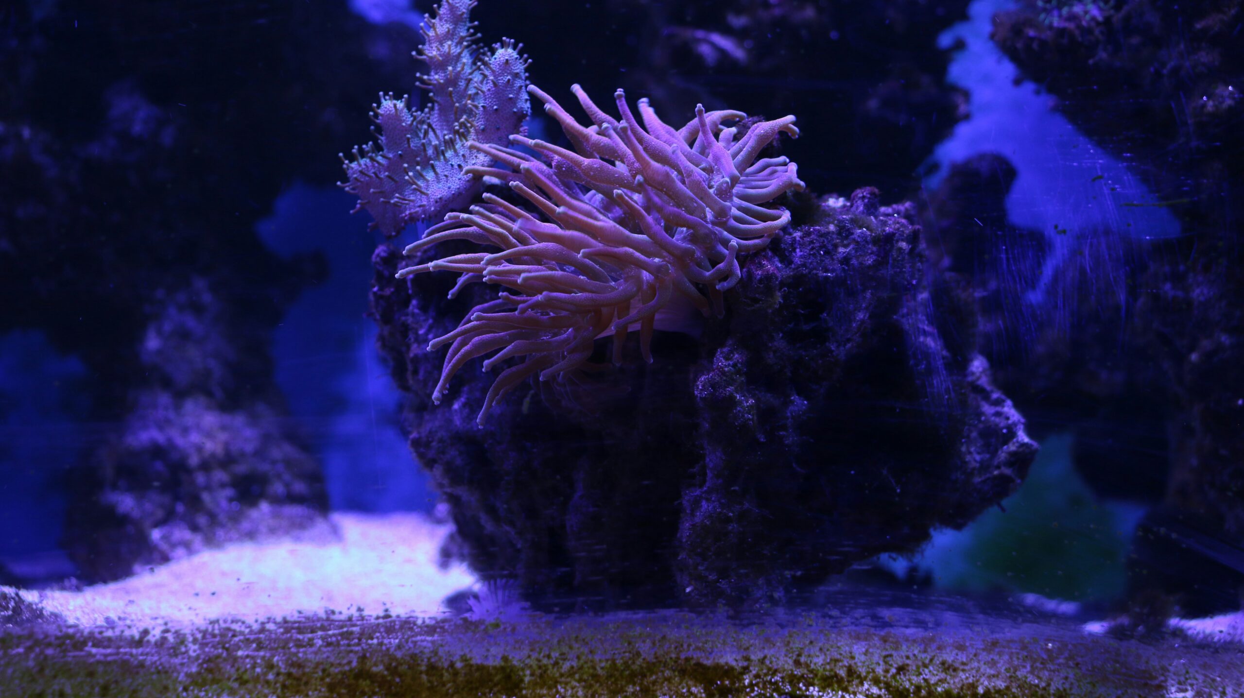 Roccia con alghe in acquario marino